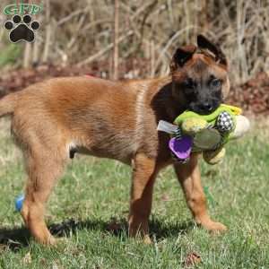 Easton, Belgian Malinois Puppy